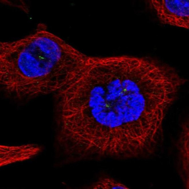 TTC39A Antibody in Immunocytochemistry (ICC/IF)