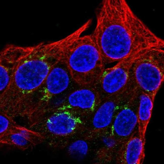 FAM8A1 Antibody in Immunocytochemistry (ICC/IF)