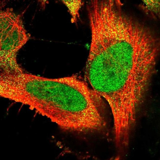 FAM172A Antibody in Immunocytochemistry (ICC/IF)