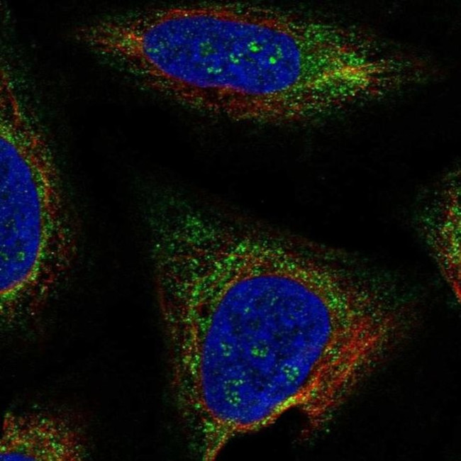 TMEM212 Antibody in Immunocytochemistry (ICC/IF)