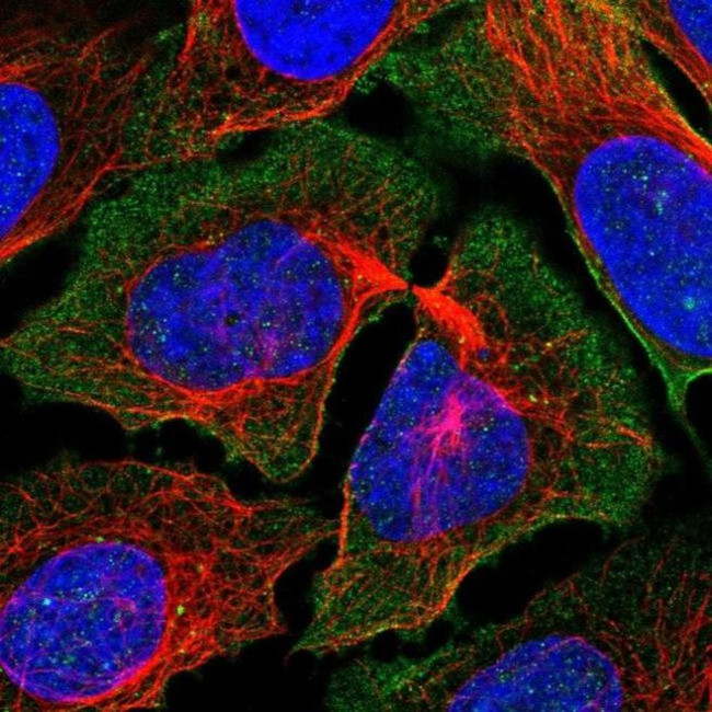 PCDH7 Antibody in Immunocytochemistry (ICC/IF)