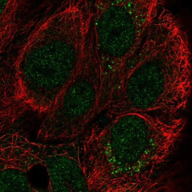 CCDC144A Antibody in Immunocytochemistry (ICC/IF)