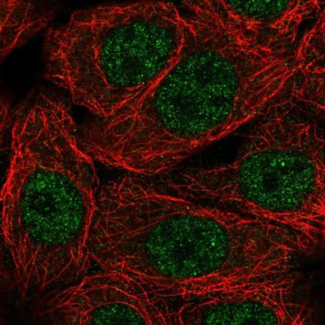 NXT1 Antibody in Immunocytochemistry (ICC/IF)