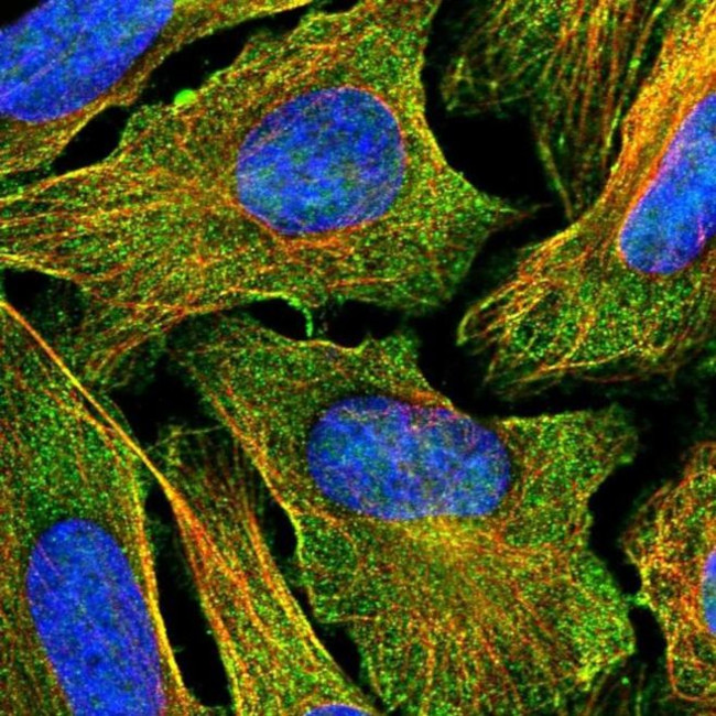 CDH26 Antibody in Immunocytochemistry (ICC/IF)