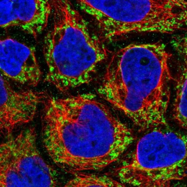MRPL47 Antibody in Immunocytochemistry (ICC/IF)