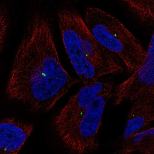 KIAA0101 Antibody in Immunocytochemistry (ICC/IF)