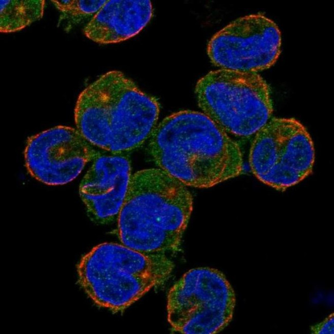 NOD3 Antibody in Immunocytochemistry (ICC/IF)