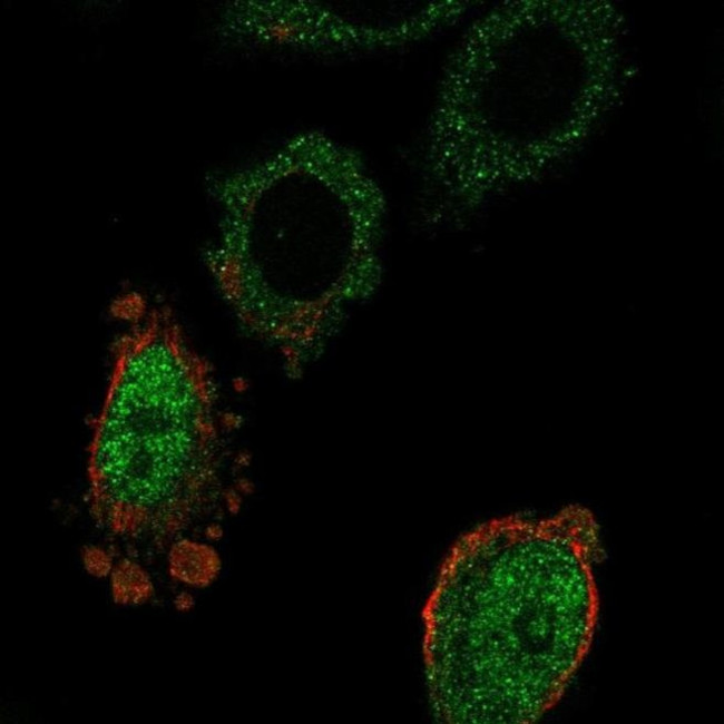 MOSPD3 Antibody in Immunocytochemistry (ICC/IF)