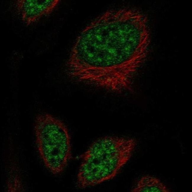 RFPL2 Antibody in Immunocytochemistry (ICC/IF)