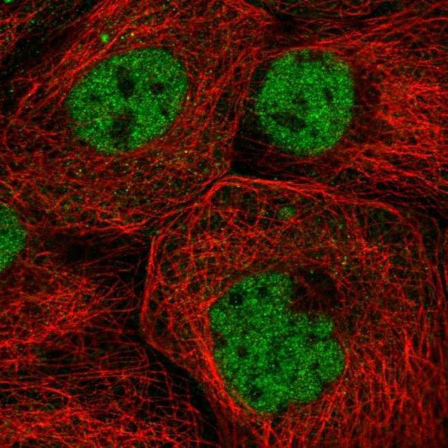 ZNF317 Antibody in Immunocytochemistry (ICC/IF)