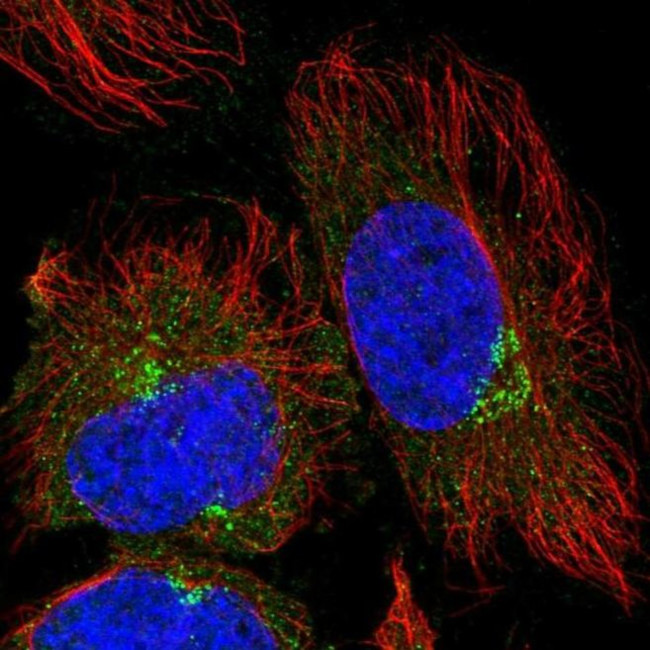 TRIM44 Antibody in Immunocytochemistry (ICC/IF)