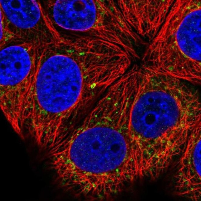 COG8 Antibody in Immunocytochemistry (ICC/IF)