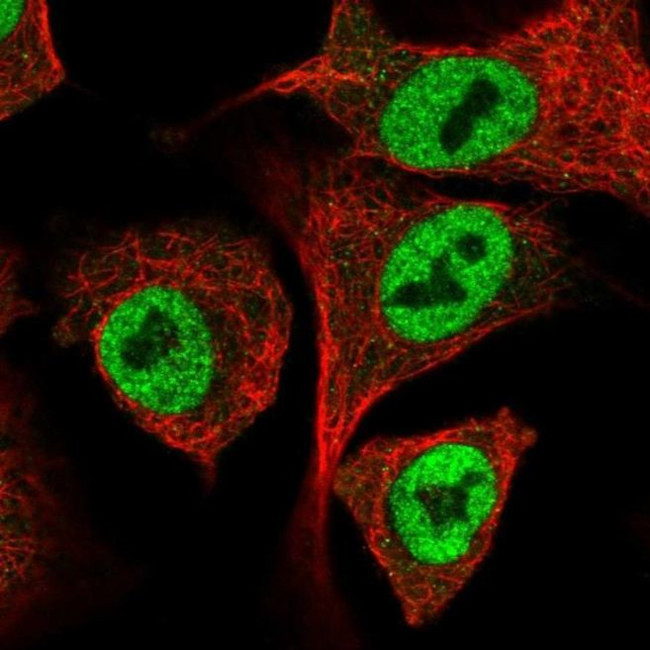 IRF2BP1 Antibody in Immunocytochemistry (ICC/IF)
