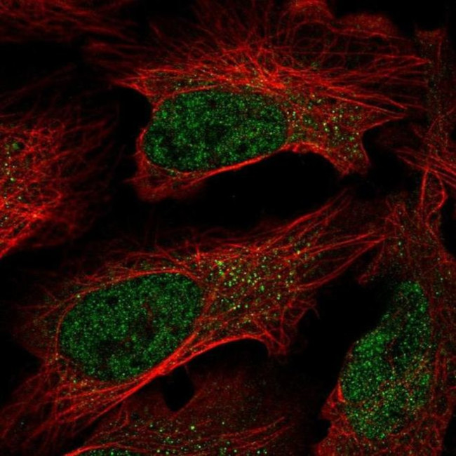 C7orf25 Antibody in Immunocytochemistry (ICC/IF)