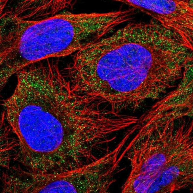 SLC18B1 Antibody in Immunocytochemistry (ICC/IF)