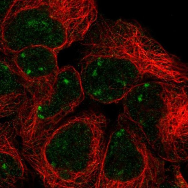 SNAPC2 Antibody in Immunocytochemistry (ICC/IF)