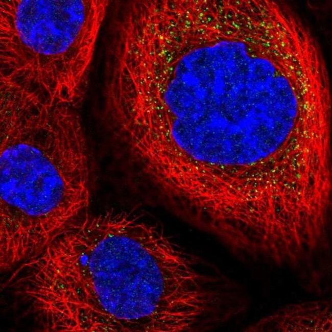 PNAS4 Antibody in Immunocytochemistry (ICC/IF)
