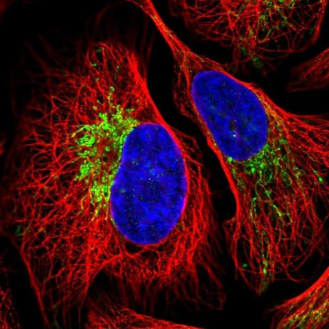 ZNF211 Antibody in Immunocytochemistry (ICC/IF)