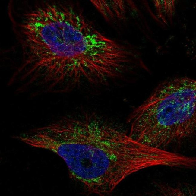TMEM141 Antibody in Immunocytochemistry (ICC/IF)