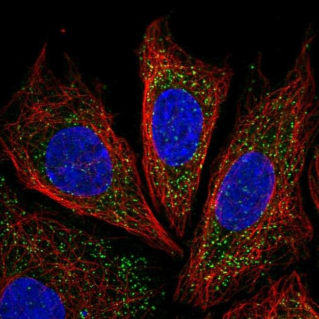 IRGQ Antibody in Immunocytochemistry (ICC/IF)