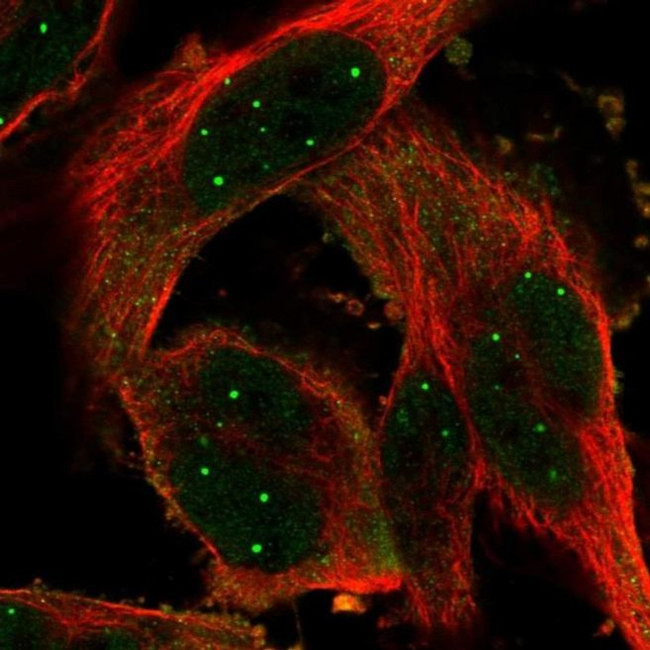 POU6F1 Antibody in Immunocytochemistry (ICC/IF)