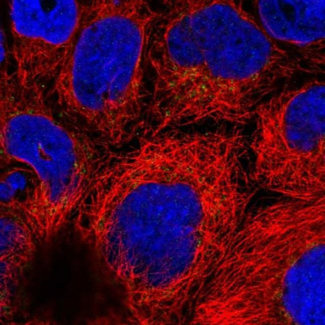 ARFRP1 Antibody in Immunocytochemistry (ICC/IF)