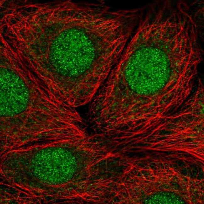 RP9 Antibody in Immunocytochemistry (ICC/IF)