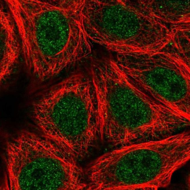 ZNF789 Antibody in Immunocytochemistry (ICC/IF)