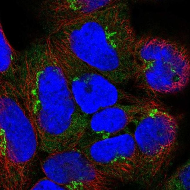 GOLGA8A Antibody in Immunocytochemistry (ICC/IF)