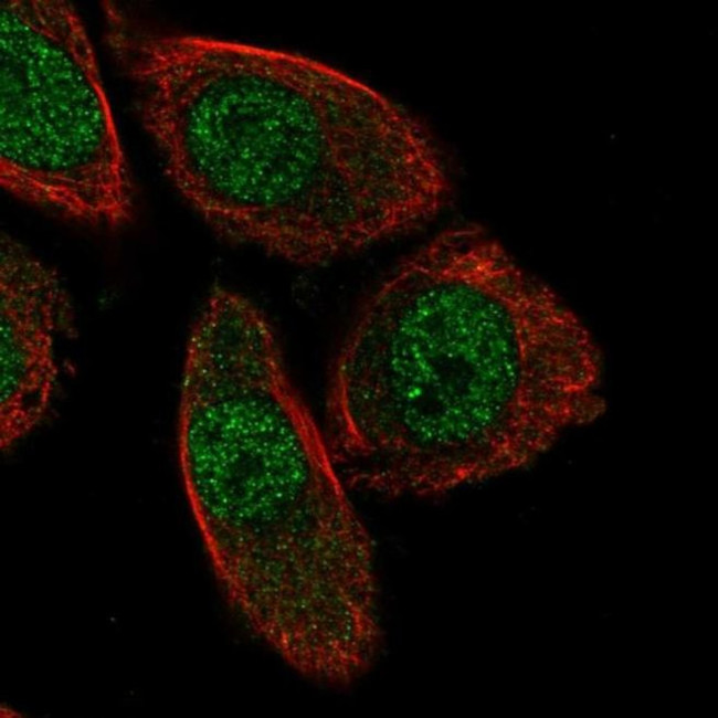 PHACTR3 Antibody in Immunocytochemistry (ICC/IF)
