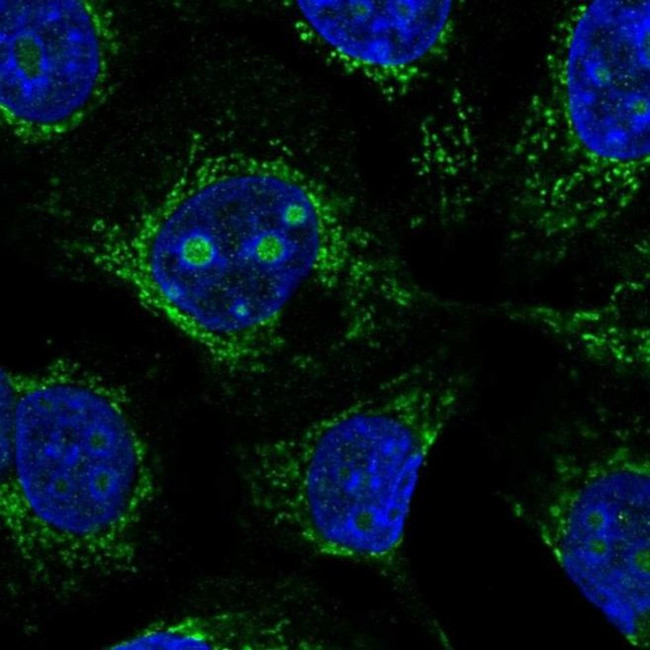 CCDC58 Antibody in Immunocytochemistry (ICC/IF)