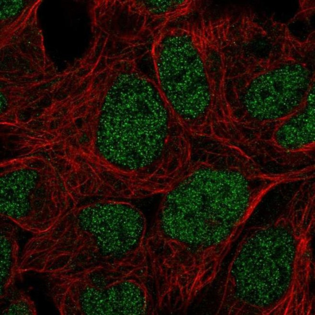 PRR14 Antibody in Immunocytochemistry (ICC/IF)