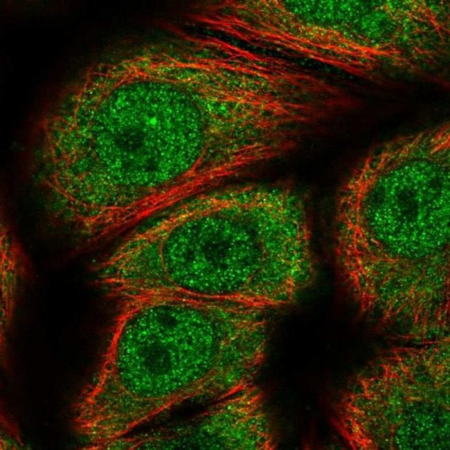 Gemin 7 Antibody in Immunocytochemistry (ICC/IF)