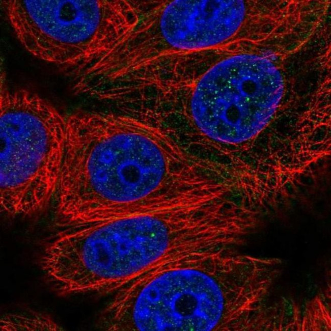 CABLES2 Antibody in Immunocytochemistry (ICC/IF)