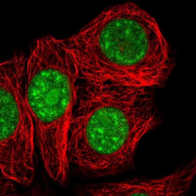SURF2 Antibody in Immunocytochemistry (ICC/IF)