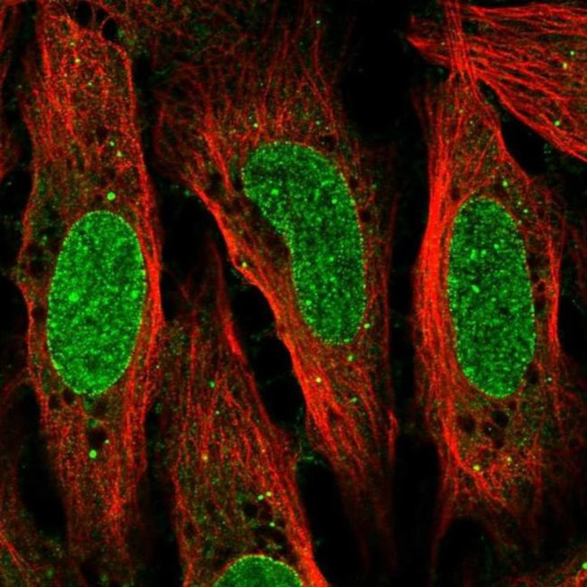 QRICH2 Antibody in Immunocytochemistry (ICC/IF)