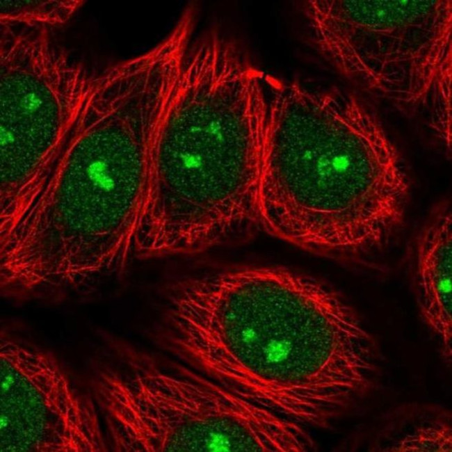 SPATA2 Antibody in Immunocytochemistry (ICC/IF)