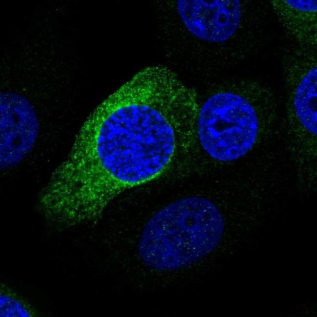 PRR11 Antibody in Immunocytochemistry (ICC/IF)