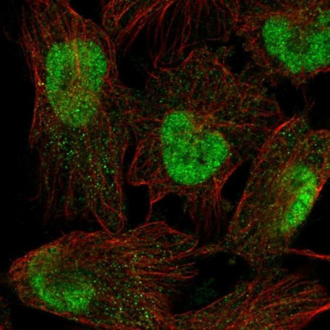 SPAG7 Antibody in Immunocytochemistry (ICC/IF)