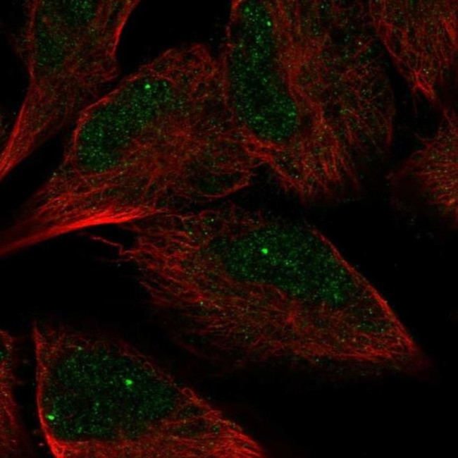 AMZ2 Antibody in Immunocytochemistry (ICC/IF)