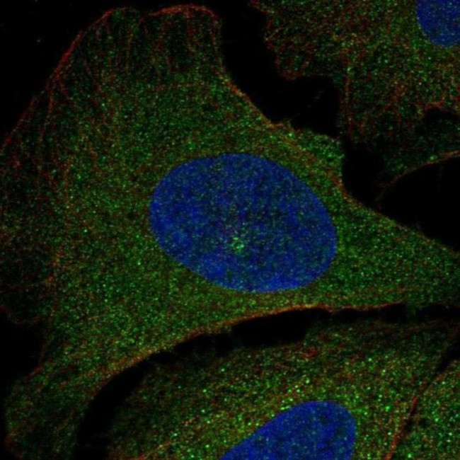 PIK3R5 Antibody in Immunocytochemistry (ICC/IF)