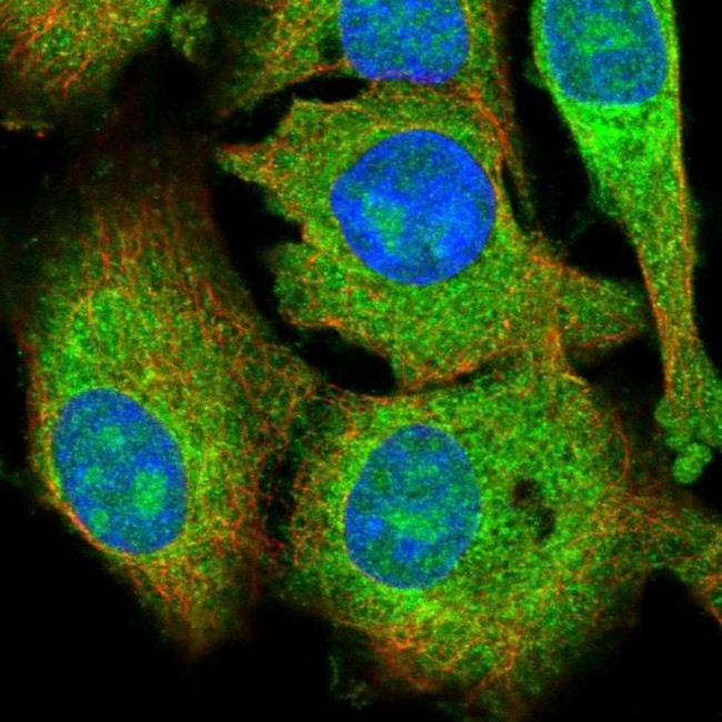 KRCC1 Antibody in Immunocytochemistry (ICC/IF)