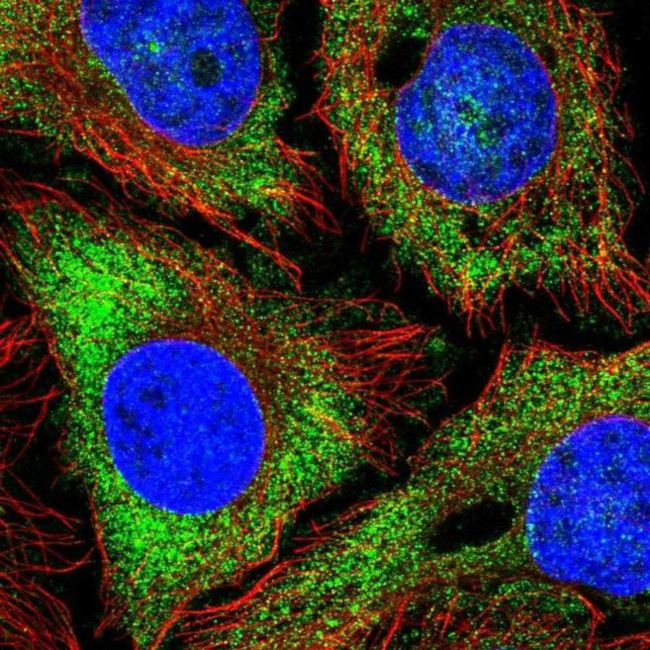 NPR3 Antibody in Immunocytochemistry (ICC/IF)