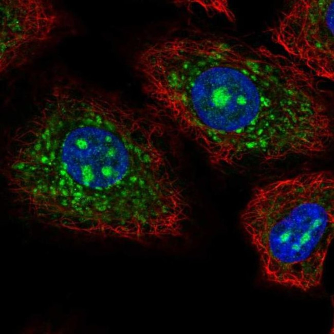 CEACAM19 Antibody in Immunocytochemistry (ICC/IF)