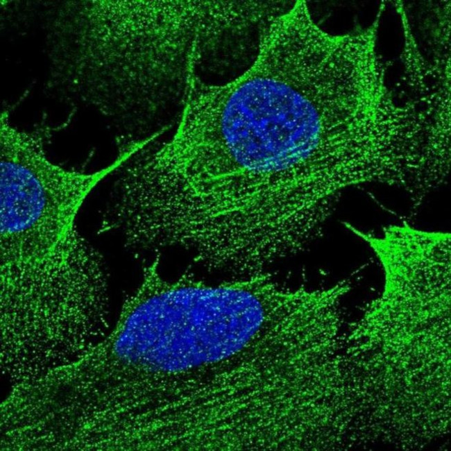 CCDC69 Antibody in Immunocytochemistry (ICC/IF)