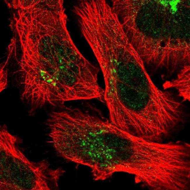 FAM219A Antibody in Immunocytochemistry (ICC/IF)
