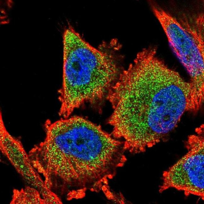 C14orf159 Antibody in Immunocytochemistry (ICC/IF)