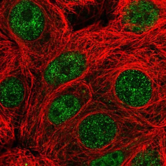 PARG Antibody in Immunocytochemistry (ICC/IF)