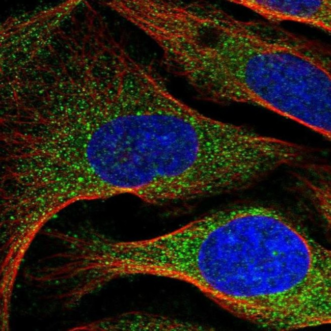 ARMC7 Antibody in Immunocytochemistry (ICC/IF)