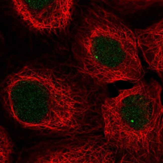 SNAPC3 Antibody in Immunocytochemistry (ICC/IF)